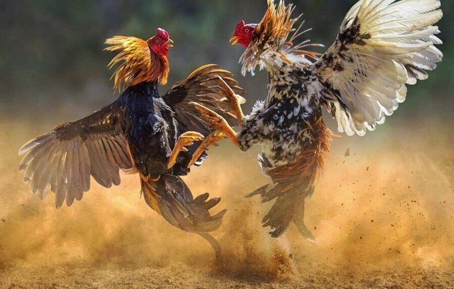 Đá Gà VN88 – Đấu Trường Gà Minh Bạch, Kịch Tính 3 Hãy theo dõi kèo cược và biến động tỷ lệ thường xuyên